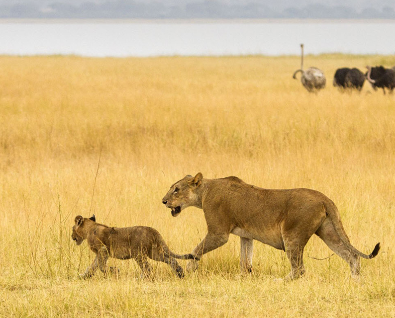 9-Days-Tanzania-wildlife-safari