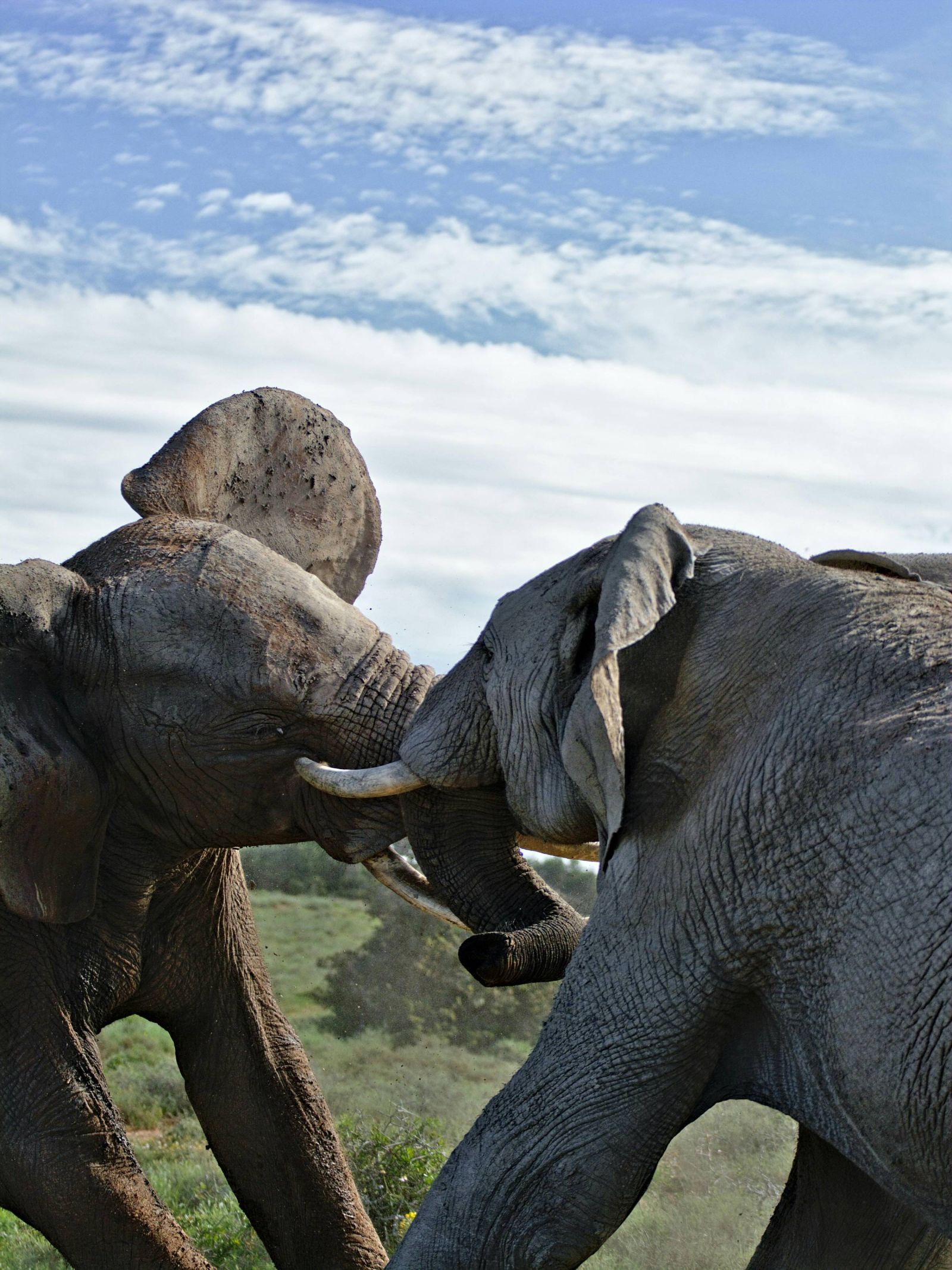 Fighting elephants in Tarangire National Park