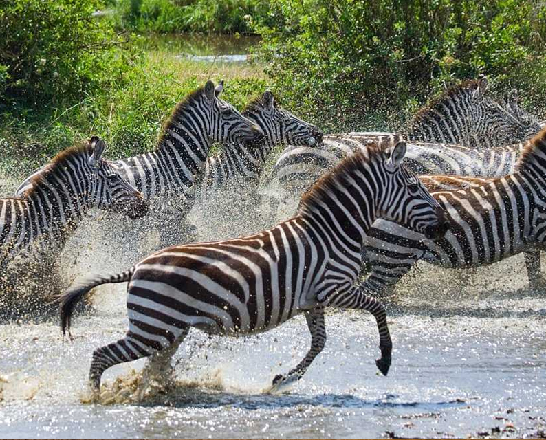 Tanzania-wildlife-safari