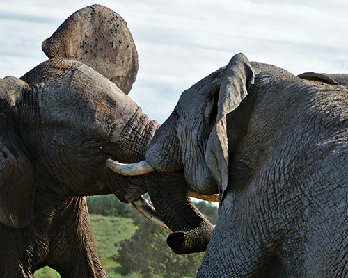 Elephant-in-Tarangire-national-park
