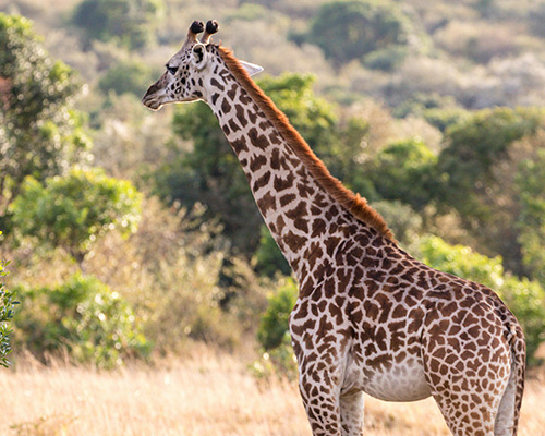 Girrafe-in-Arusha-national-park
