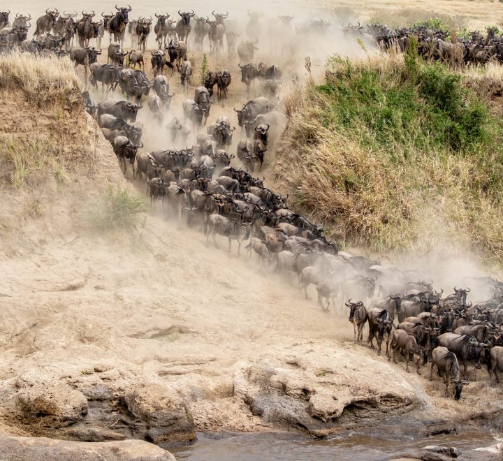 Serengeti great Migration